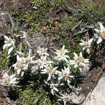 Edelweiss_Queyras
