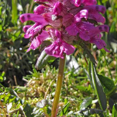 Epiaire officinale_Matheysine