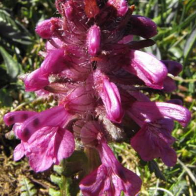 Epiaire officinale2_Matheysine