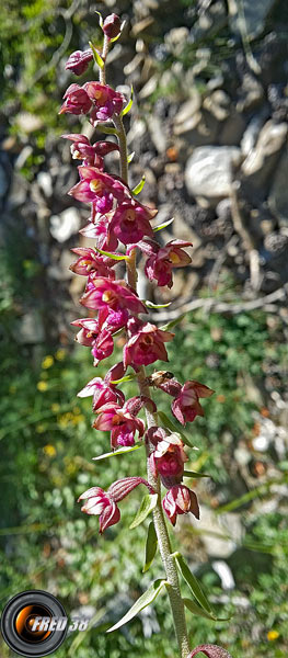 Epipactis rouge_Ubaye