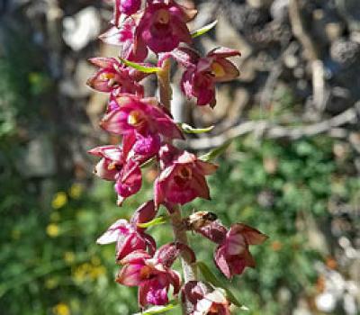 Epipactis rouge_Ubaye