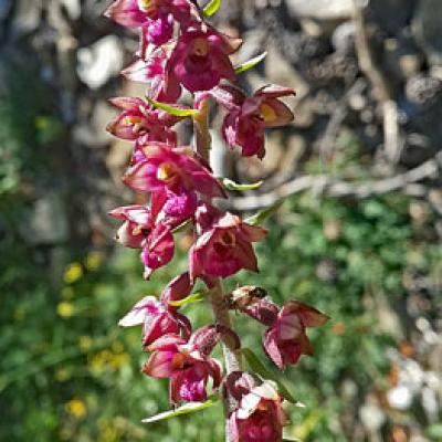Epipactis rouge_Ubaye