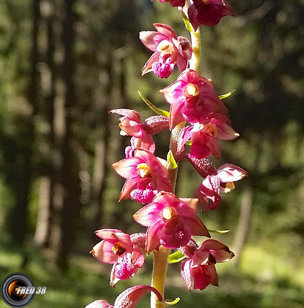 Epipactis rouge2_Ubaye