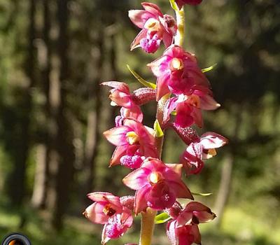 Epipactis rouge2_Ubaye