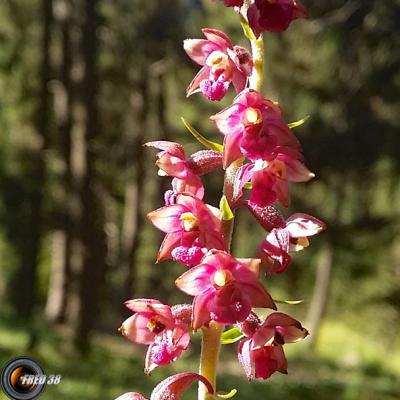 Epipactis rouge2_Ubaye