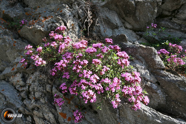 Erine des Alpes_Mercantour