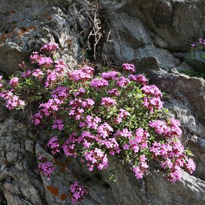 Erine des Alpes_Mercantour