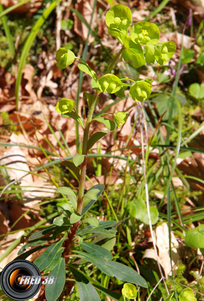 Euphorbe à  feuilles d'amandier_Chartreuse