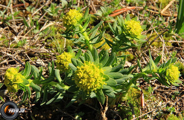 Euphorbe à feuilles de lin_Vercors