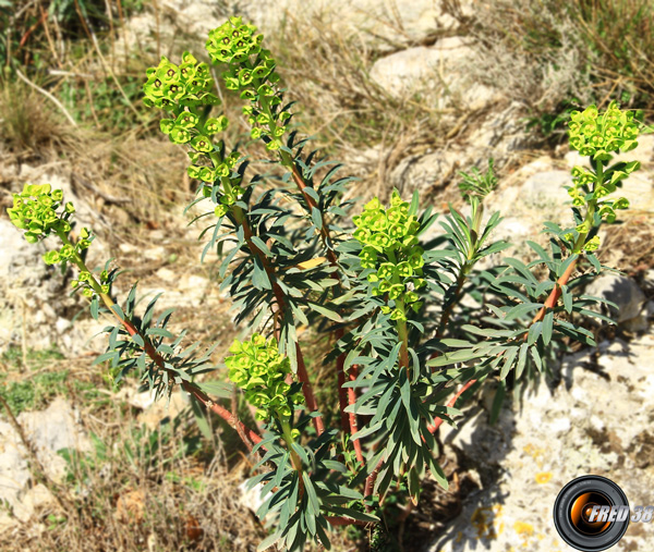 Euphorbe characias_Verdon