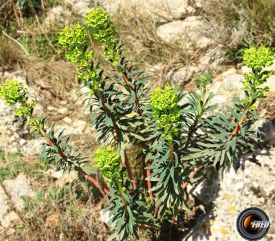 Euphorbe characias_Verdon