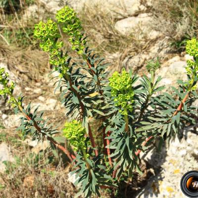 Euphorbe characias_Verdon