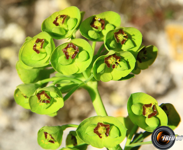 Euphorbe characias2_Verdon