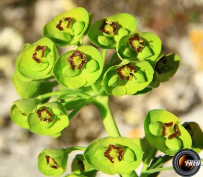 Euphorbe characias2_Verdon