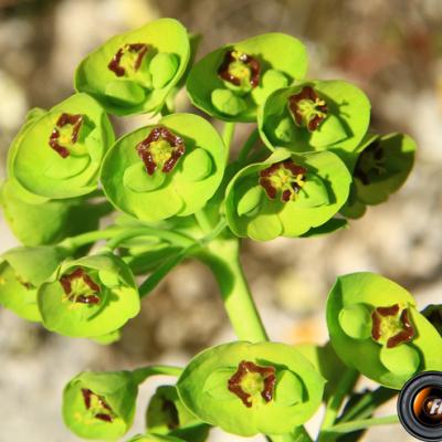 Euphorbe characias2_Verdon