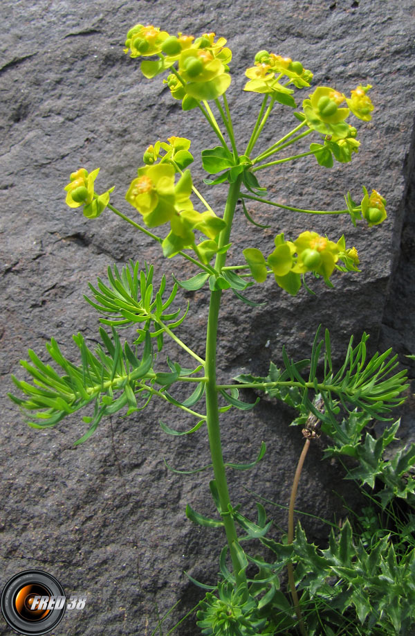 Euphorbe petit-cyprès_Ecrins