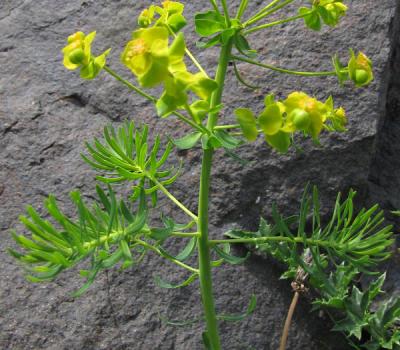 Euphorbe petit-cyprès_Ecrins