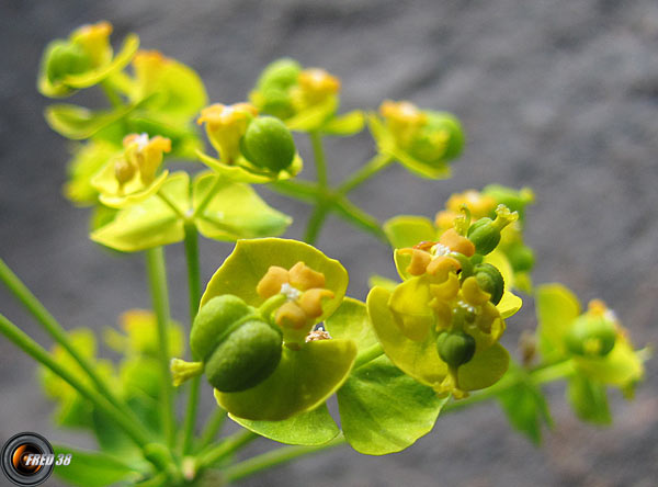 Euphorbe petit-cyprès2_Ecrins