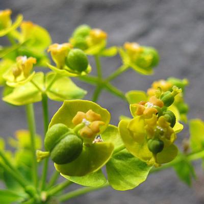 Euphorbe petit-cyprès2_Ecrins