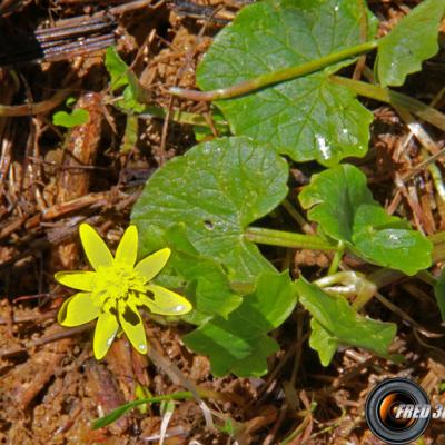 Ficaire_Chartreuse