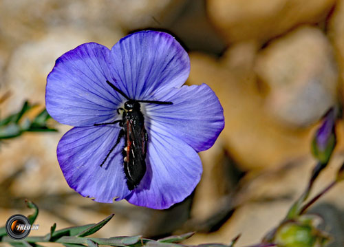 Lin des Alpes_Verdon