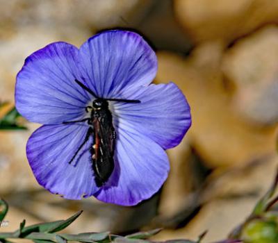 Lin des Alpes_Verdon