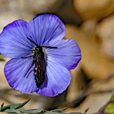Lin des Alpes_Verdon