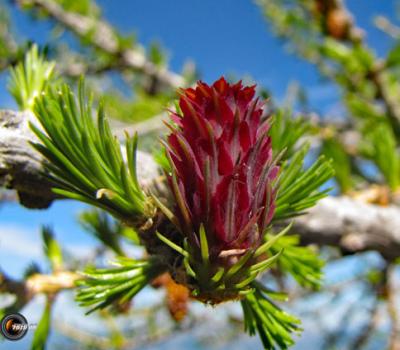 Fleurs de mélèze_Mercantour