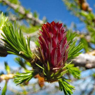 Fleurs de mélèze_Mercantour