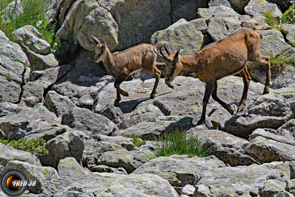 Chamois Mercantour