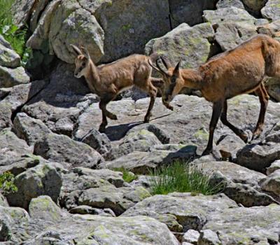 Chamois Mercantour