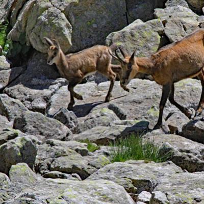 Chamois Mercantour
