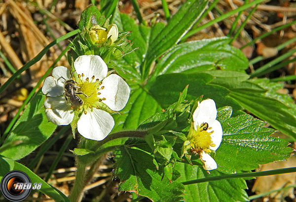 Fraisier des bois_Dauphiné