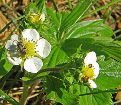 Fraisier des bois_Dauphiné