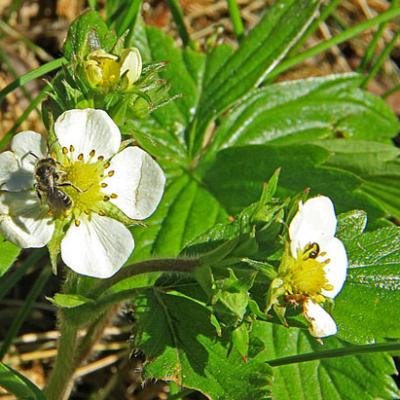 Fraisier des bois_Dauphiné