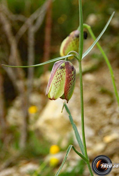 Fritillaire à involucre_Haute_Provence