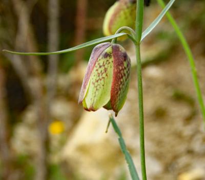 Fritillaire à involucre_Haute_Provence