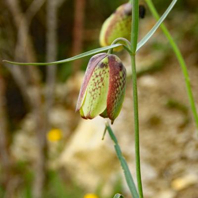 Fritillaire à involucre_Haute_Provence
