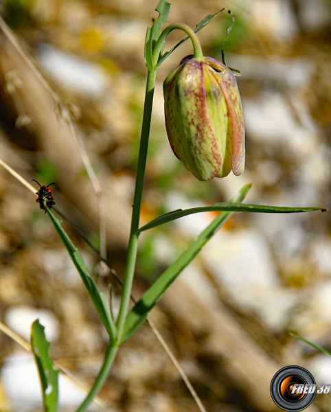 Fritillaire à involucre2_Haute_Provence