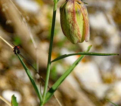 Fritillaire à involucre2_Haute_Provence