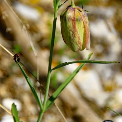 Fritillaire à involucre2_Haute_Provence