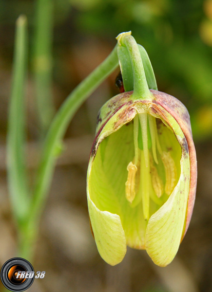 Fritillaire à involucre3_Haute_Provence