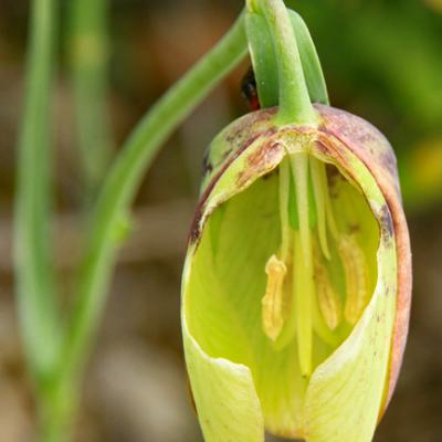 Fritillaire à involucre3_Haute_Provence