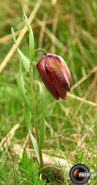 Fritillaire du Dauphiné_Haute_Provence