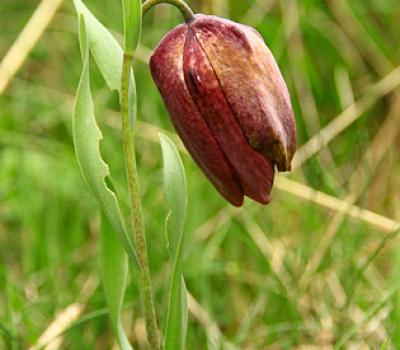 Fritillaire du Dauphiné_Haute_Provence