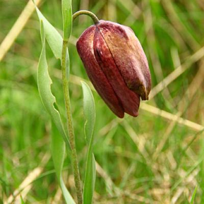 Fritillaire du Dauphiné_Haute_Provence