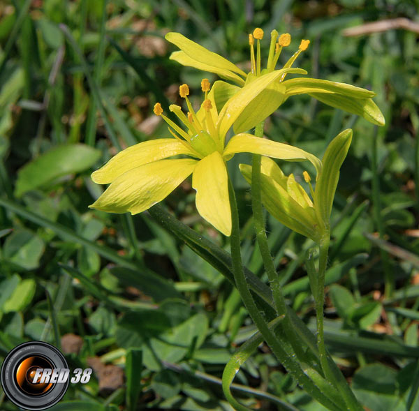 Gagée jaune_Vercors