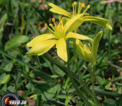 Gagée jaune_Vercors