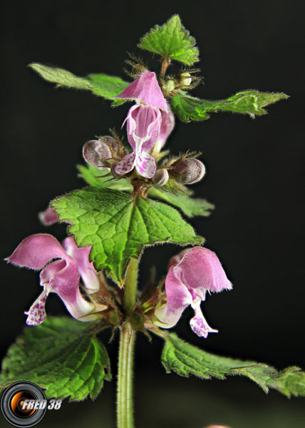 Galéopsis bifide_Dauphiné