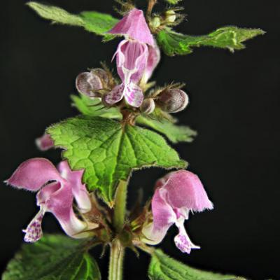 Galéopsis bifide_Dauphiné